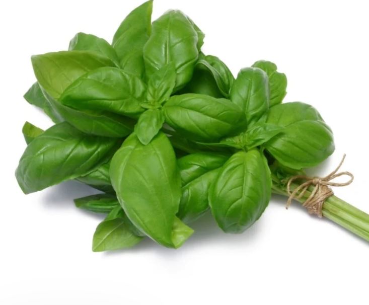 Basil