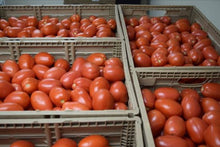 Load image into Gallery viewer, Tomatoes 1kg or 6kg