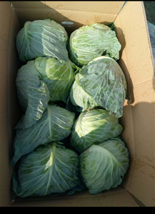 Cabbage x1(L) or 15kg Goncalves