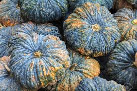 Pumpkin per Kg